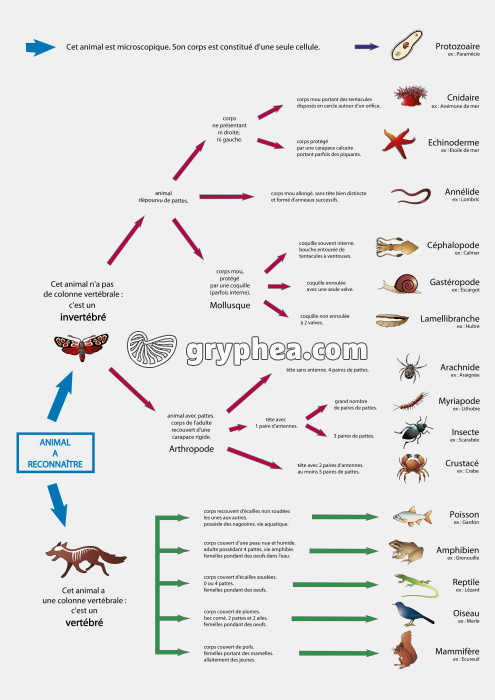 Clé de détermination simplifiée du monde animal (ancienne classification)  - gryphea.com